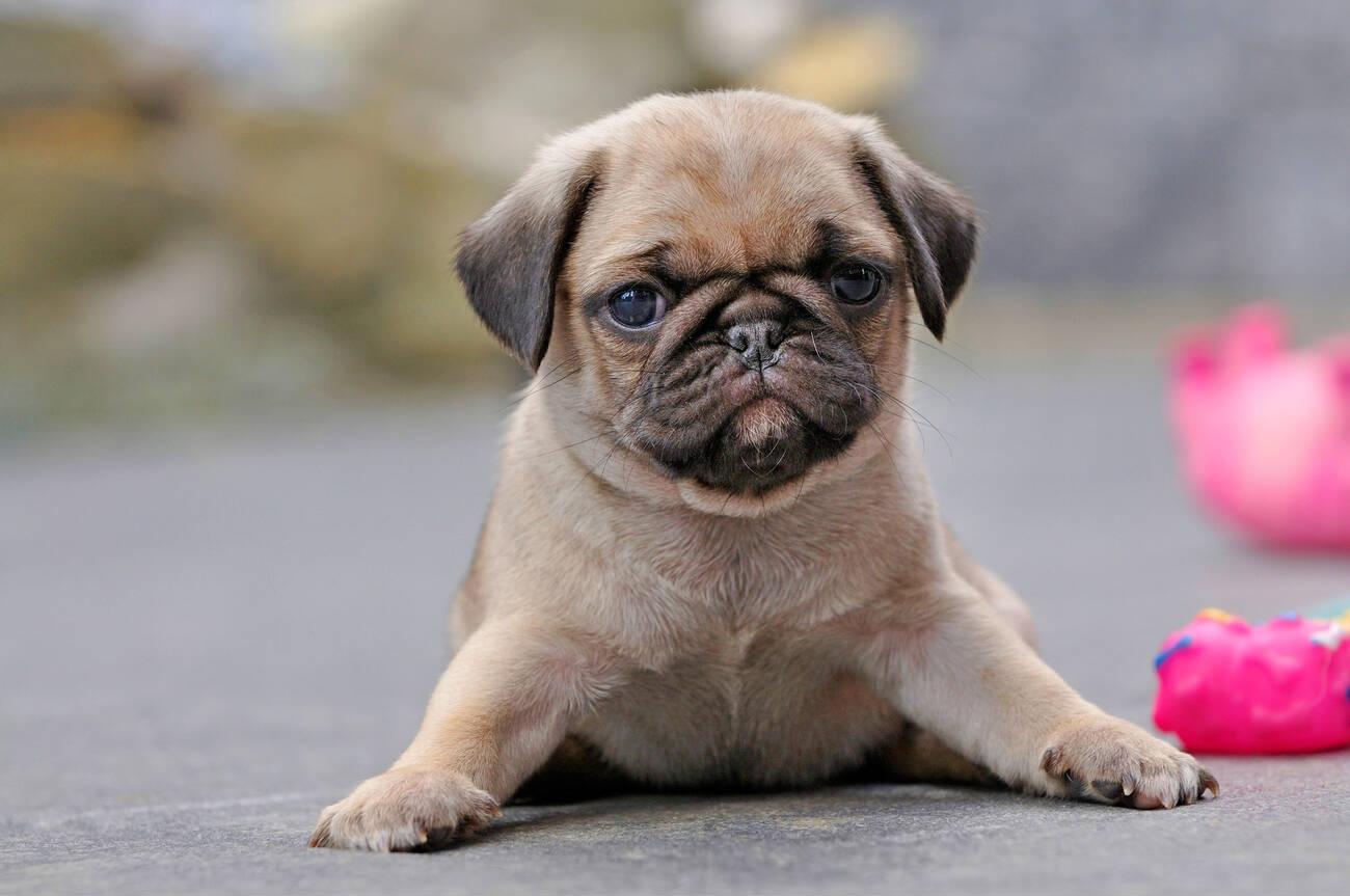 Pug