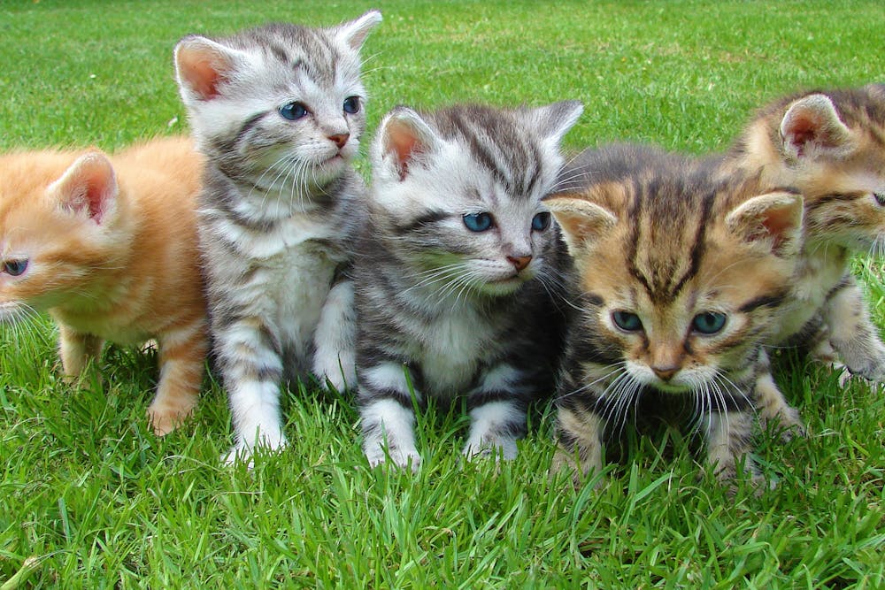 Assorted Color Kittens