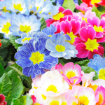 100 flowers name in punjabi
