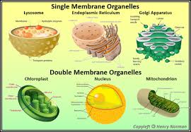 Image result for membrane bound organelle