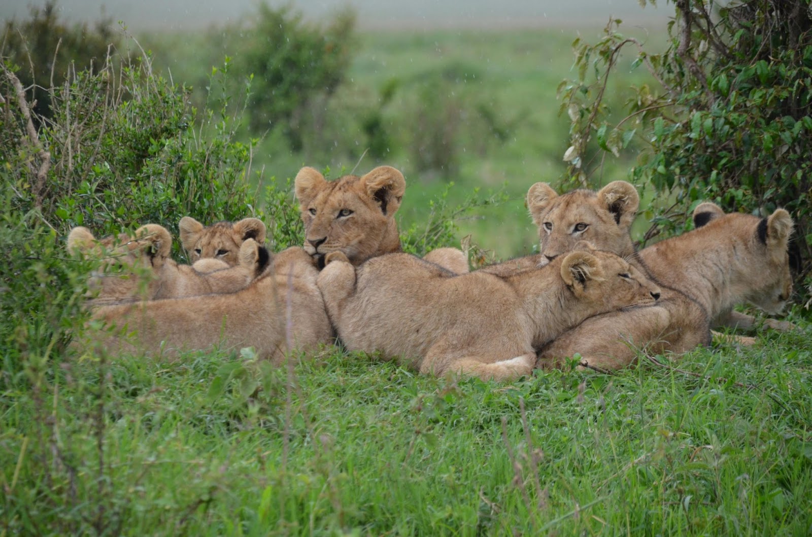 Lions in Maasai Mara