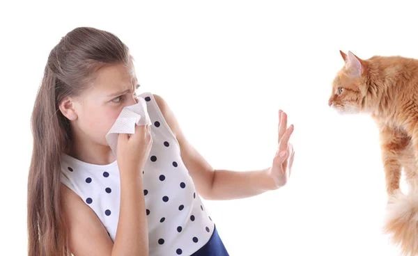 Lông mèo gây dị ứng không? Bí quyết chăm da nhạy cảm hiệu quả 4