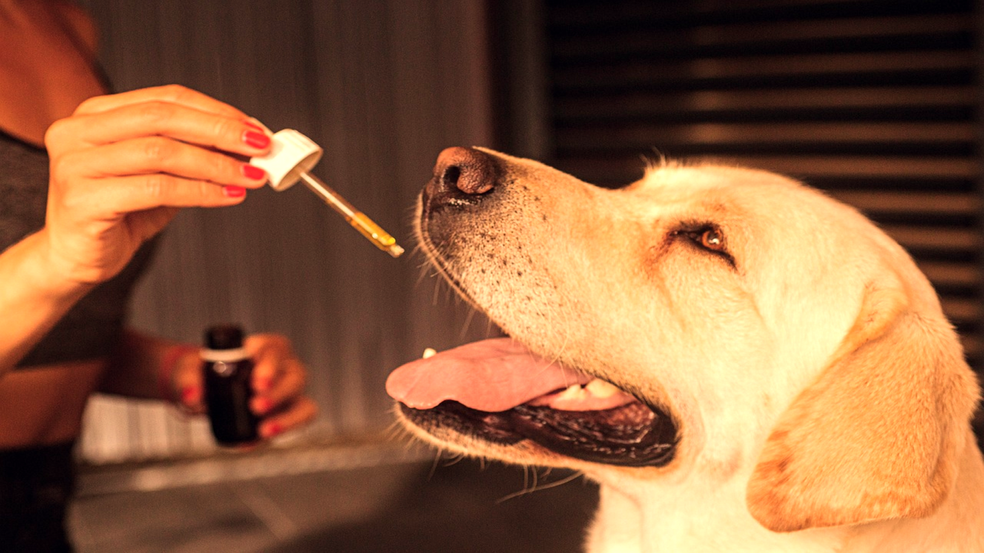 Best Quality CBD For your Dogs