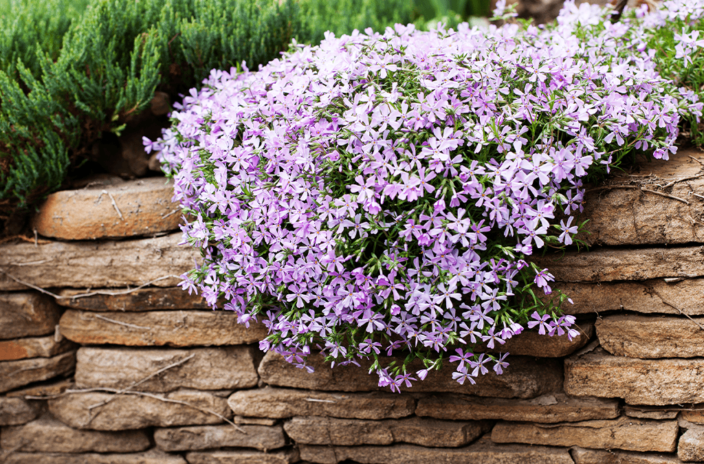 Creative Garden Design Ideas with Creeping Phlox