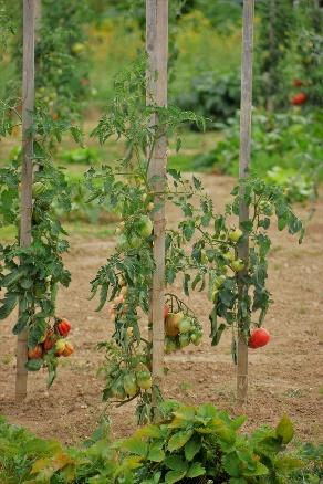 Huerta, Verduras, Jardín, Naturaleza