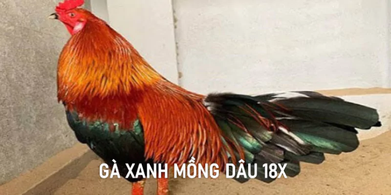 Gà xanh mồng dâu 18X 