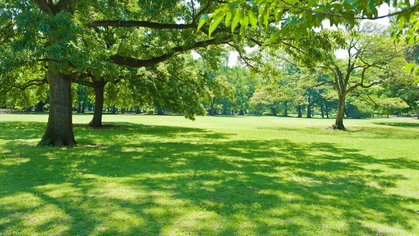 Importance of Shade Equity