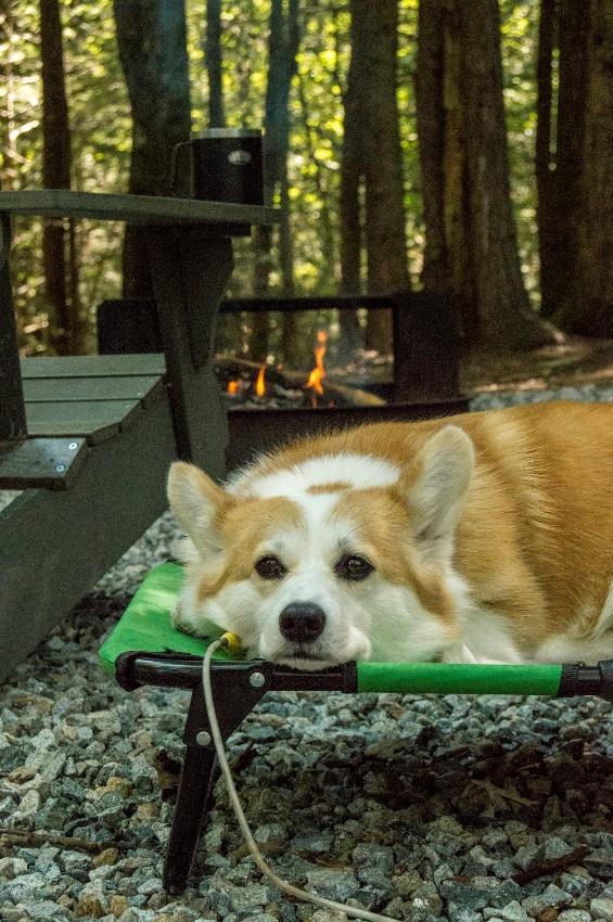 A dog lying on a small chair  Description automatically generated