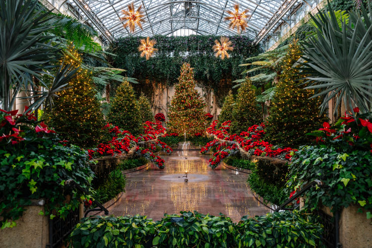 A view of the foliage inside Longwood Gardens, including lit up Christmas trees.