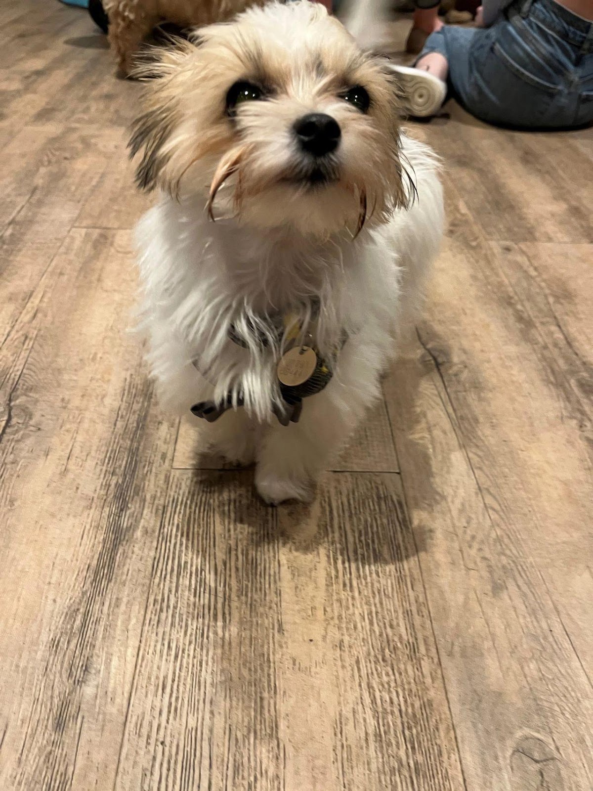 a very cute puppy at Charlie and Co