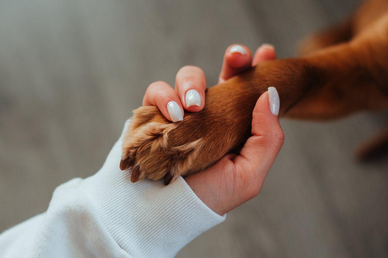 A person holding a dogs paw