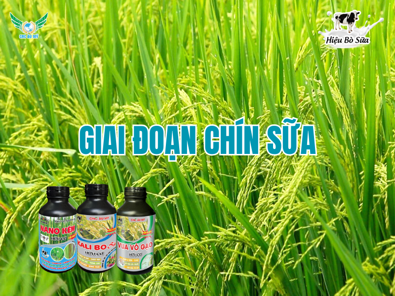 ỨNG DỤNG BỘ SẢN PHẨM CÔNG NGHỆ CAO ÂU MỸ TRÊN CÂY LÚA  
