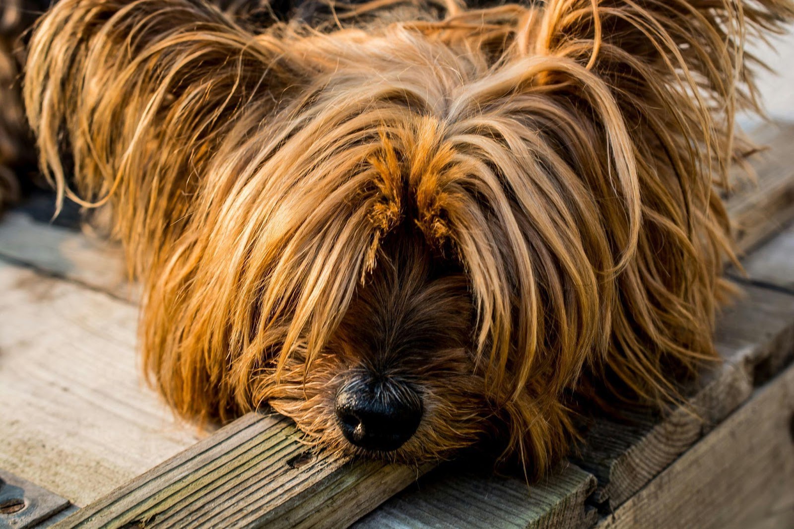 Yorkshire Terriers