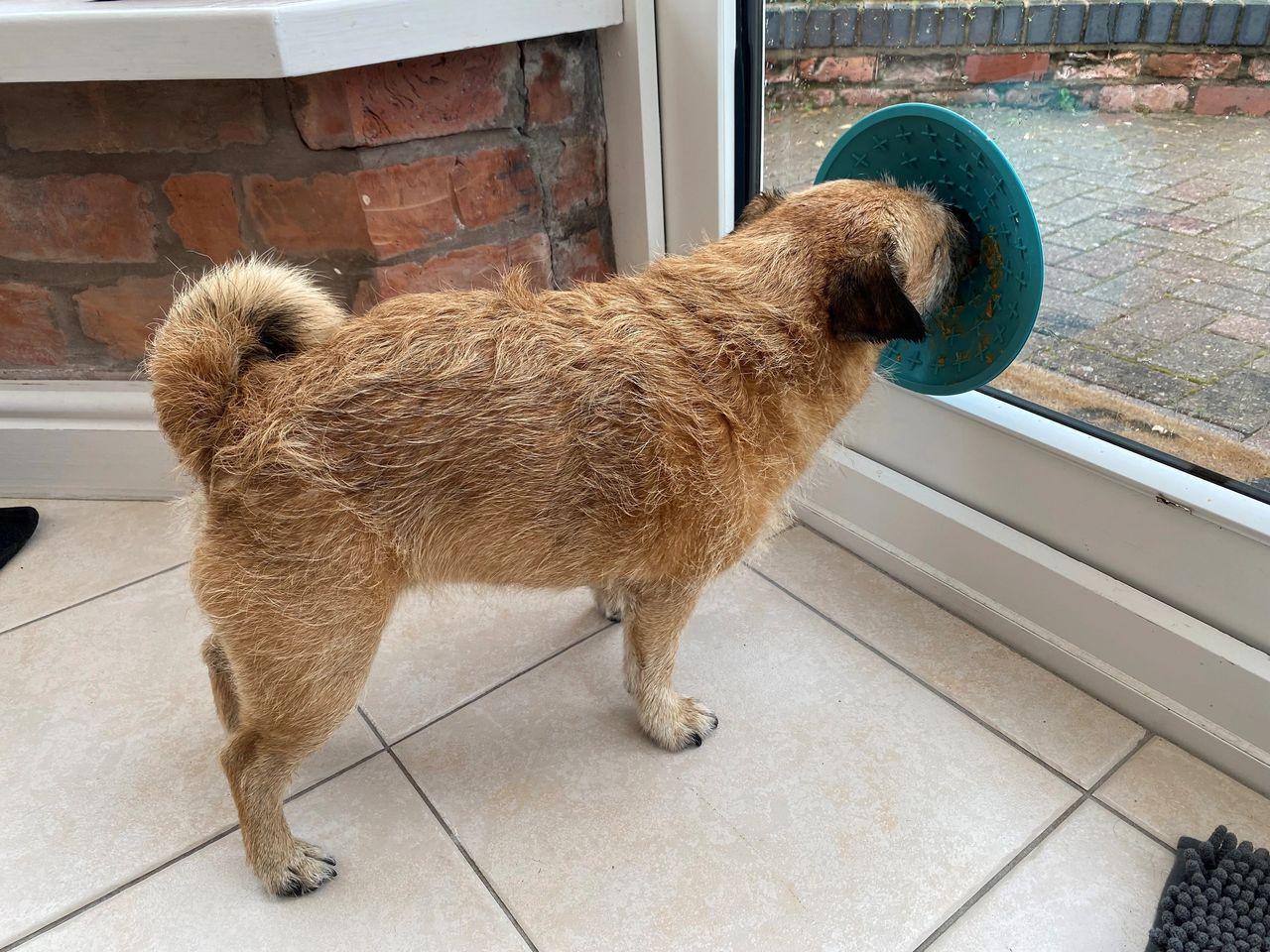 maisy a jack russell cross pug using the lickimat splash
