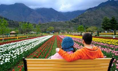 Tulip Garden