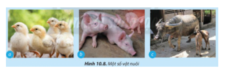 BÀI 10. KĨ THUẬT NUÔI DƯỠNG VÀ CHĂM SÓC VẬT NUÔI1. Vai trò của việc nuôi dưỡng, chăm sóc và phòng, trị bệnh cho vật nuôiCâu 1: Quan sát hình 10.1 và nêu những yếu tố ảnh hưởng đến sự phát triển của vật nuôi.Đáp án chuẩn:- Quá trình chọn con giống- Quá trình nuôi dưỡng- Quá trình chăm sóc- Quá trình phòng và trị bệnhCâu 2: Hãy liệt kê những công việc cần làm để nuôi dưỡng và chăm sóc vật nuôi.Đáp án chuẩn:- Chuẩn bị chuồng trại một cách tốt nhất, chọn nơi đủ mát, đủ ấm, đủ ánh sáng để làm chuồng- Nuôi vật nuôi mẹ tốt để có nhiều sữa chất lượng tốt cho đàn con.- Tiêm thuốc phòng các bệnh theo đúng từng giai đoạn- Cho vật nuôi vận động và tiếp xúc với nhiều ánh sáng.- Giữ vệ sinh, phòng bệnh cho vật nuôi.- Cần phải cho vật nuôi vận động, tắm chải thường xuyên, kiểm tra thể trọng và tinh dịch.Câu 3. Theo em, vì sao tiêm vaccine lại giúp vật nuôi phòng ngừa được bệnh dịch?Đáp án chuẩn:Tiêm vaccine giúp vật nuôi phòng ngừa bệnh dịch bằng cách kích thích hệ thống miễn dịch tạo miễn dịch đặc hiệu chủ động, tăng sức đề kháng và loại bỏ mầm mống vi sinh vật gây bệnh.2. Chăn nuôi vật nuôi2.1 Chăn nuôi vật nuôi nona. Một số đặc điểm sinh lí cơ thể của vật nuôi nonCâu 4: Hãy nêu các đặc điểm cơ thể của vật nuôi non mà biết trong từng trường hợp được minh họa ở hình 10.2Đáp án chuẩn:- Hình 10.2a: Lợn con: Bộ máy tiêu hóa của lợn con phát triển nhanh nhưng chưa hoàn thiện về chức năng, khả năng tiêu hóa của lợn con rất hạn chế.- Hình 10.2b: Gà con: thân nhiệt chưa ổn định, khả năng điều tiết thân nhiệt kém. - Hình 10.2c: Bê (Bò con): sức đề kháng còn yếu, hệ tiêu hóa chưa hoàn chỉnh. Câu 5: Đặc điểm cơ thể ảnh hưởng đến quá trình sinh trưởng của vật nuôi non như thế nào?Đáp án chuẩn:- Sự điều tiết thân nhiệt chưa hoàn chỉnh: Cần giữ ấm để tránh cơ thể yếu và chậm phát triển.- Chức năng tiêu hóa chưa hoàn chỉnh: Cần chọn thức ăn dễ tiêu hóa cho con non.- Hệ miễn dịch chưa phát triển, sức đề kháng kém: Con non dễ mắc bệnh hơn vật nuôi trưởng thành.b. Nuôi dưỡng, chăm sóc vật nuôi conCâu 6: Nêu tác dụng của các công việc nuôi dưỡng và chăm sóc vật nuôi non được minh họa trong mỗi trường hợp ở Hình 10.3Đáp án chuẩn:- Hình 10.3a: Sưởi ấm để tránh nhiễm lạnh và bệnh về hô hấp, tiêu hóa cho vật nuôi non.- Hình 10.3b: Cho bú sữa đầu đủ dinh dưỡng và kháng thể để cơ thể vật nuôi non chống lại bệnh tật.- Hình 10.3c: Tập cho ăn sớm để cung cấp dinh dưỡng và phát triển hệ tiêu hóa cho vật nuôi non.- Hình 10.3d: Vận động và tiếp xúc với nắng sớm để cơ thể vật nuôi non khỏe mạnh và trao đổi chất tốt.- Hình 10.3e: Giữ chuồng sạch, khô ráo; tiêm vaccine phòng bệnh và đảm bảo vệ sinh cho vật nuôi non.- Hình 10.3f: Theo dõi thường xuyên, phát hiện và điều trị bệnh kịp thời; cách li vật nuôi non nếu nhiễm bệnh để ngăn chặn lây lan.2.2. Chăn nuôi vật nuôi đực giốnga. Yêu cầu đối với vật nuôi đực giốngCâu 7: Vật nuôi đực giống có vai trò gì trong sự phát triển của đàn?Đáp án chuẩn:Nhằm đạt khả năng phối giống cao và cho con giống tốt cho vật nuôi đời sau Câu 8: Các vật nuôi đực giống trong Hình 10.4 có đặc điểm cơ thể như thế nào?Đáp án chuẩn:- Hình 10.4a: Hình thể chắc khỏe, thân dài, lưng thẳng, tai to và u vai phát triển.- Hình 10.4b: Thân lông màu trắng tuyền, đầu nhỏ, tai to dài rủ xuống, mõm thẳng.- Hình 10.4c: Ngoại hình to, khỏe, lượng sữa dê khá. Con dê đực có đầu ngắn và rộng, tai to cân đối, cổ to, ngực nở, bốn chân cứng cáp, khả năng phối giống tốt.b. Nuôi dưỡng, chăm sóc vật nuôi đực giống2.3. Chăn nuôi vật nuôi cái sinh sảna. Yêu cầu đối với vật nuôi cái sinh sảnCâu 9: Cơ thể vật nuôi thay đổi như thế nào khi mang thai (Hình 10.5)?Đáp án chuẩn:- Hình 10.5a: Lợn cái mang thai: Tựa vú to lớn, bụng phát triển, không có biểu hiện động dục lại sau 21 ngày kể từ phối.- Hình 10.5b: Bò cái mang thai: Bầu vú căng, sần khi chạm, núm vú nhỏ gọn, sữa non đục trắng khi nặn thử.- Hình 10.5c: Dê cái sau lên giống: Theo dõi chu kỳ động dục tiếp theo sau 21 ngày, nếu không có biểu hiện động dục, có thể dê đã mang thai. Dê tăng cân, lông mềm, không để quá béo.Câu 10: Hãy nêu nhiệm vụ của các vật nuôi cái sinh sản ở giai đoạn nuôi con  (Hình 10.6).Đáp án chuẩn:- Hình 10.6a: Giữ ấm cho lợn con, cho lợn con bú- Hình 10.6b: Cho bê con bú sữa đầu, hướng dẫn con một số kỹ năng sống, tách bê con khỏi mẹ để rèn luyện khả năng tự lập.- Hình 10.6c: Cho dê con bú sữa đầu, tách dê con khỏi mẹ để rèn luyện khả năng tự lập.Câu 11: Chăm sóc vật nuôi cái sinh sản có tác động thế nào đến đàn vật nuôi con?Đáp án chuẩn:Ảnh hưởng đến sức khỏe cúa mẹ và con non trong bụng và chất lượng của đàn vật nuôi con.Câu 12: Theo em, cần làm gì để phòng và điều trị bệnh thông thường do kí sinh trùng như giun, sán, ve... gây ra cho vật nuôi?Đáp án chuẩn:- Vệ sinh chuồng nuôi sạch sẽ, đảm bảo khô ráo và thoáng mát.- Tiêm vaccine định kỳ cho vật nuôi.- Theo dõi và chăm sóc thường xuyên để phát hiện và điều trị bệnh kịp thời.3. Vệ sinh trong chăn nuôi3.1. Vệ sinh môi trường sống của vật nuôiCâu 13: Hãy quan sát hình 10.7 và nêu những yếu tố ảnh hưởng đến vệ sinh môi trường sống của vật nuôi.Đáp án chuẩn:- Nhiệt độ, độ ẩm, ánh sáng, không khí chuồng trại- Hướng chuồng, kiểu chuồng, xử lí chất thải, vị trí chuồng- Thức ăn và nước uống.Câu 14: Chất thải và rác thải trong chăn nuôi ảnh hưởng đến môi trường và sức khỏe của con người như thế nào?Đáp án chuẩn:- Gây ô nhiễm môi trường và là môi trường sinh sống của nhiều loại côn trùng gây nguy hiểm như ruồi, muỗi, gián và các mầm mống bệnh lý.- Ảnh hưởng trực tiếp đến sức khỏe con người, làm giảm sức đề kháng và tăng nguy cơ mắc bệnh. - Sản phẩm thịt và các sản phẩm từ vật nuôi không đảm bảo an toàn vệ sinh tuyệt đối.Luyện tậpCâu 1. Vì sao chăm sóc, phòng và trị bệnh cho vật nuôi lại ảnh hưởng đến năng suất, chất lượng sản phẩm chăn nuôi?Đáp án chuẩn:Chăm sóc, phòng và điều trị bệnh kém có thể làm giảm sức đề kháng và sức khỏe của vật nuôi, gây ảnh hưởng đến năng suất và chất lượng sản phẩm chăn nuôi. Câu 2. Trình bày biện pháp nuôi dưỡng, chăm sóc cho các vật nuôi được minh họa trong Hình 10.8Đáp án chuẩn:Hình 10.8a: Cho vật nuôi con vận động để tăng cường sức khỏe, tiếp xúc nhiều với nắng sớm để cơ thể khỏe mạnh và trao đổi chất tốt.Hình 10.8b: Giữ vệ sinh chuồng sạch sẽ, khô ráo tạo điều kiện tốt nhất cho vật nuôi sinh hoạtHình 10.8c: Cho bú sữa đầu có đủ chất dinh dưỡng, nhiều kháng thể giúp cho cơ thể vật nuôi non chống lại bệnh tật.Câu 3. Cách chăm sóc vật nuôi đực giống khác với vật nuôi cái sinh sản như thế nào?Đáp án chuẩn:- Chăm sóc và nuôi dưỡng vật nuôi cái trong giai đoạn mang thai và nuôi con quyết định đến chất lượng đàn con.- Chăm sóc đúng cách vật nuôi đực giống để tăng khả năng giao phối và cải thiện chất lượng đàn con.Vận dụng