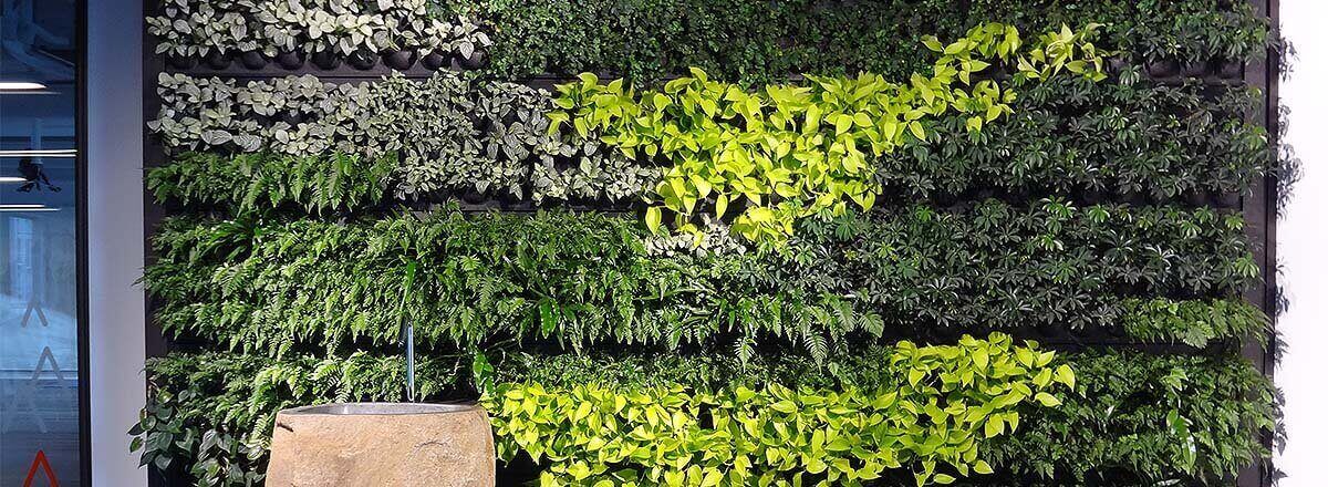 plants on wall