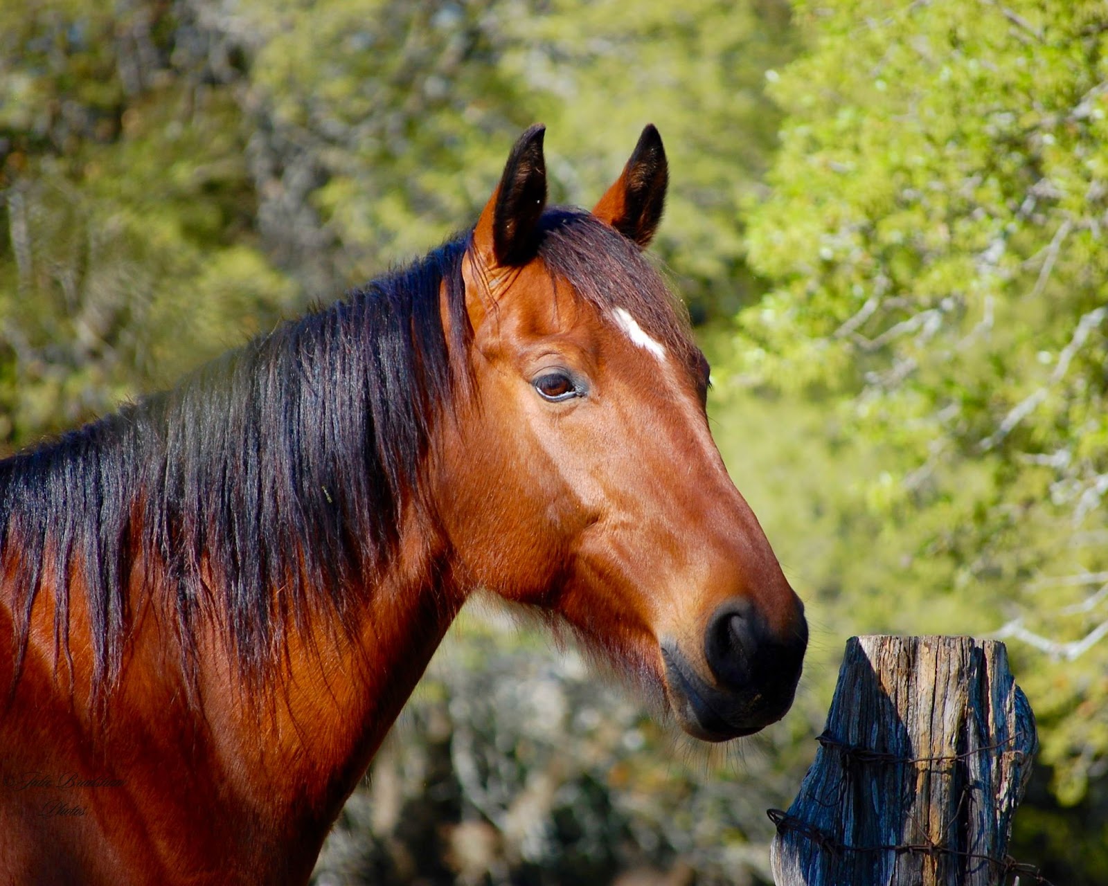 Made in the Stars, a Heart Horse Story, Scout a bay Dutch Warmblood gelding standing next to old wood fence post