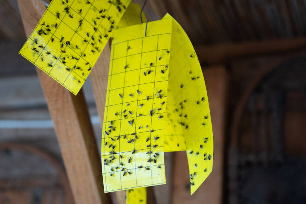 how to make fly paper with duct tape