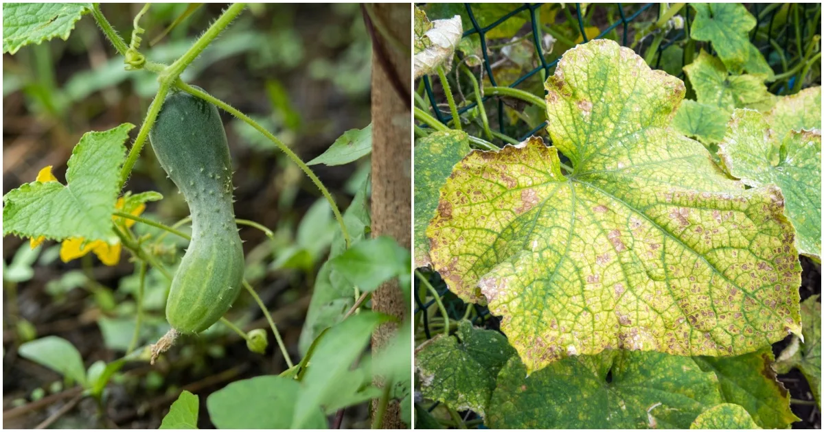 Common Problems of Cucumber