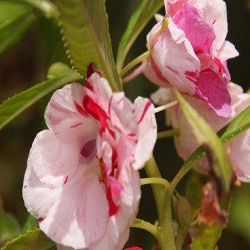 Balsam Flower