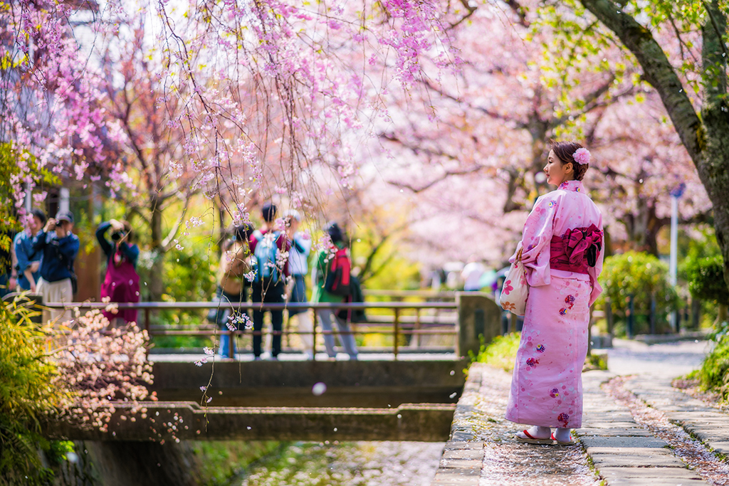 哲学家之路樱花