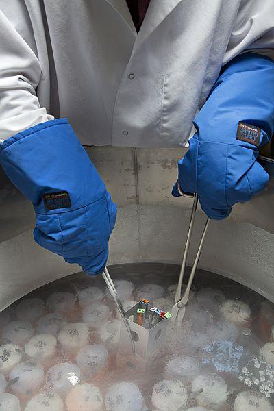 File:Cryopreservation USDA Gene Bank.jpg