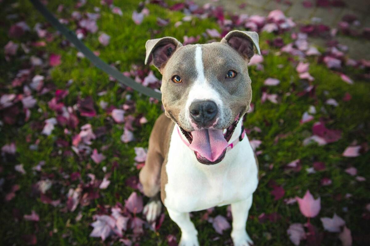 A huge dog with his tongue out