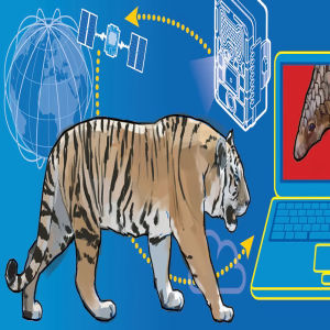 Wildlife, technology (tech), and environment