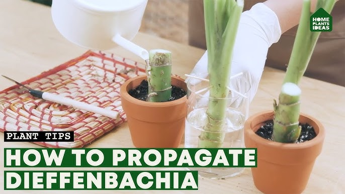 How to Propagate Differbachia