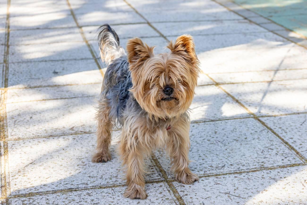 Yorkie (Yorkshire Terrier)