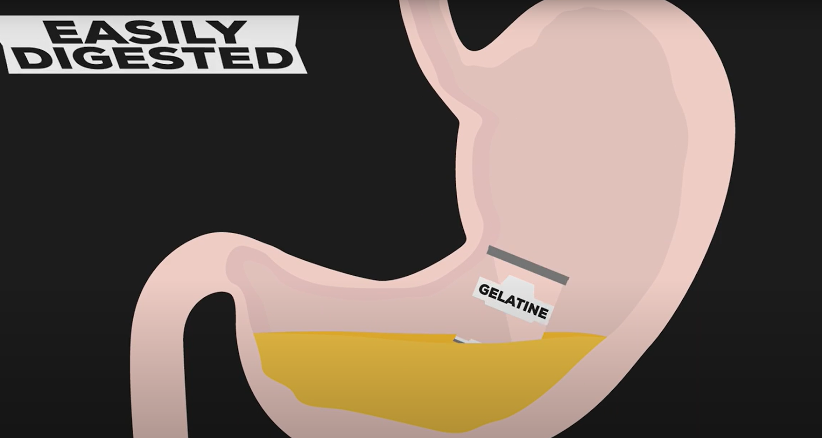 Gelatin digestion in the stomach