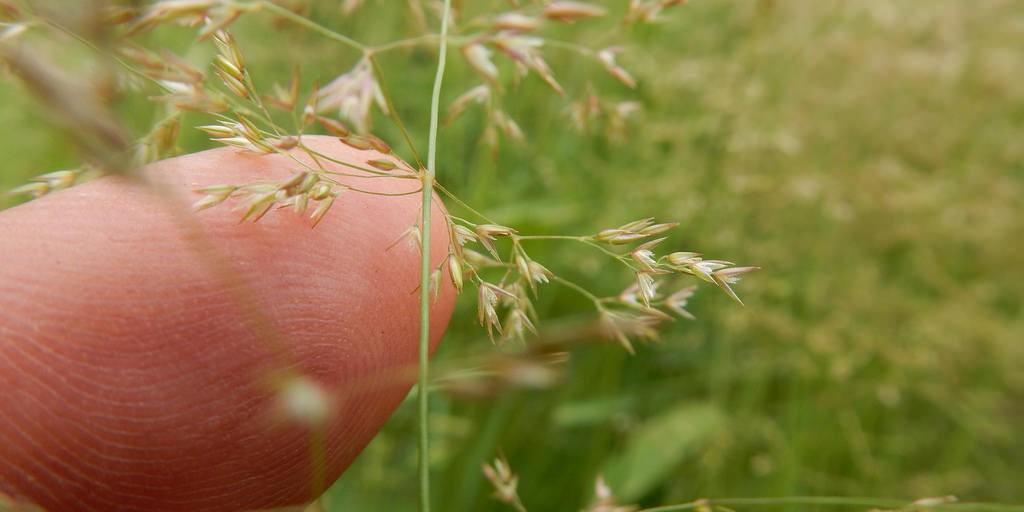 Small Seed of Bentgrass