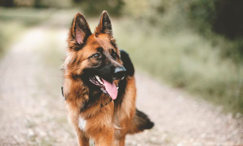 What is a Guardian Dog? Meaning, Role, and Purpose