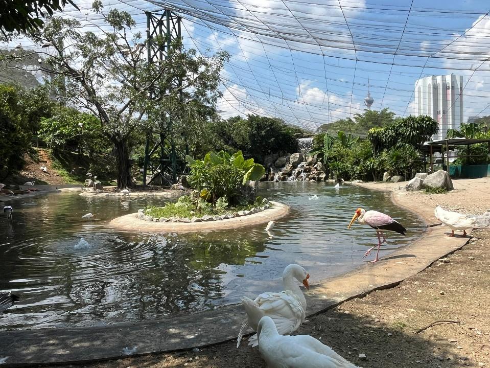 Birds in a pond

Description automatically generated