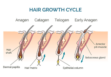 This contains an image of hair growth cycle of a human