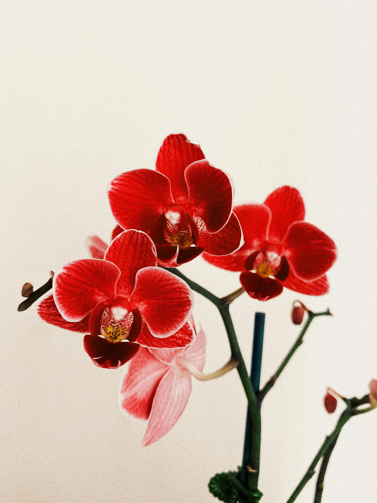 Quando é a hora de replantar orquídeas