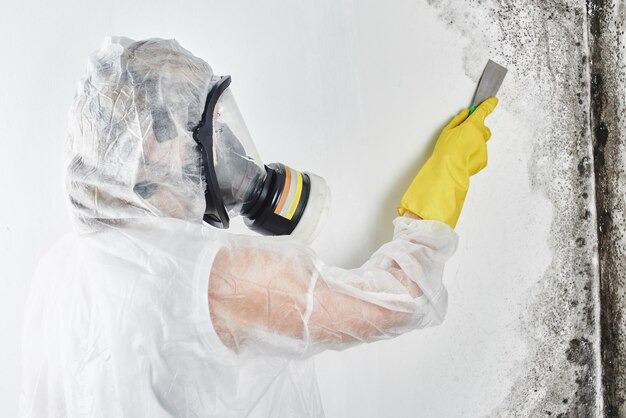 Mold removal cost