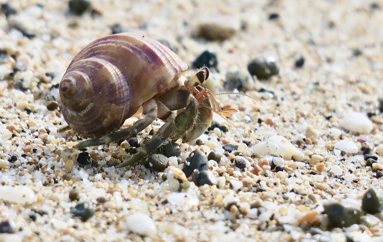 Hermit Crab names image 