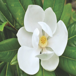 Magnolia Flower