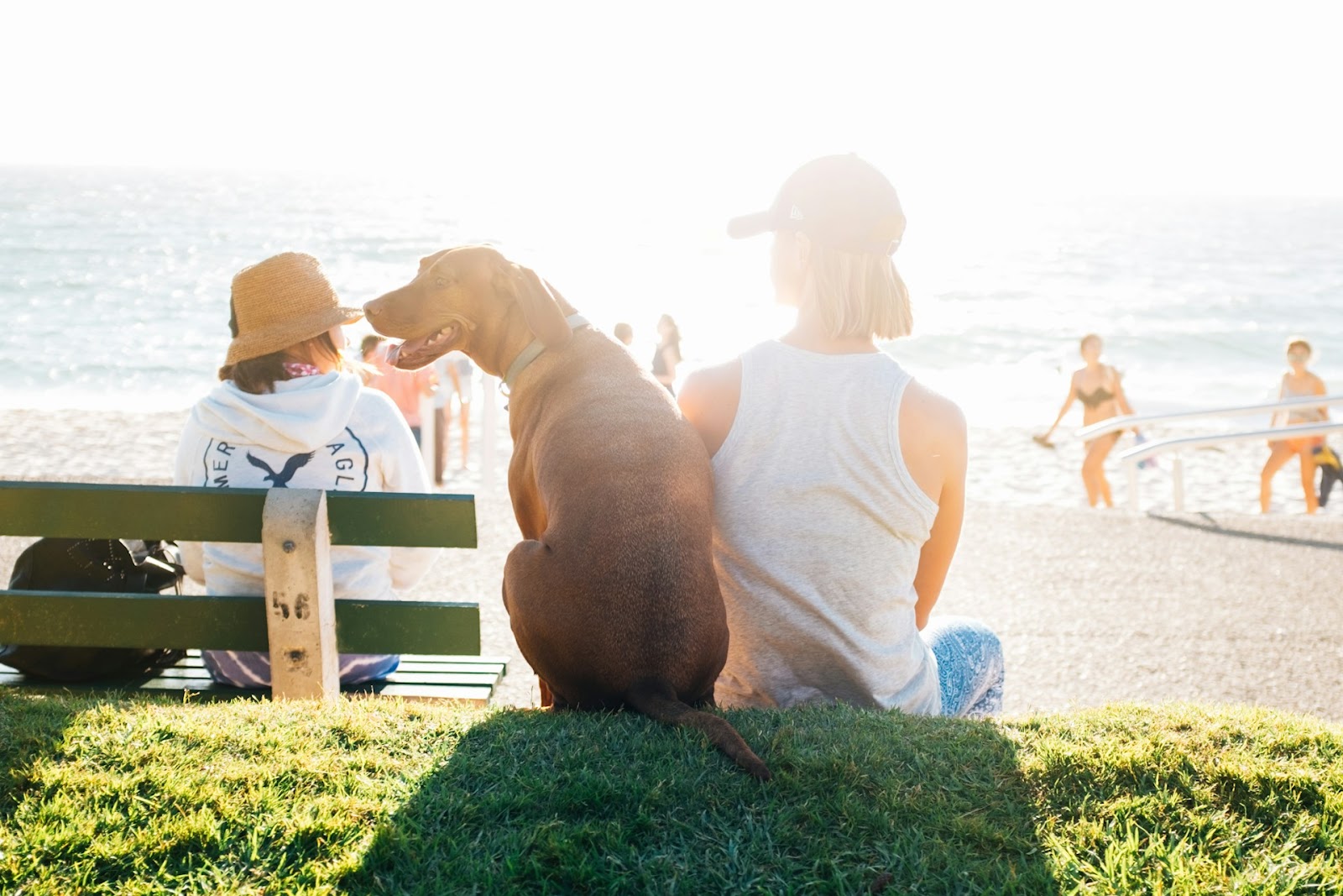 A family sitting at the beach with their dog in the sun