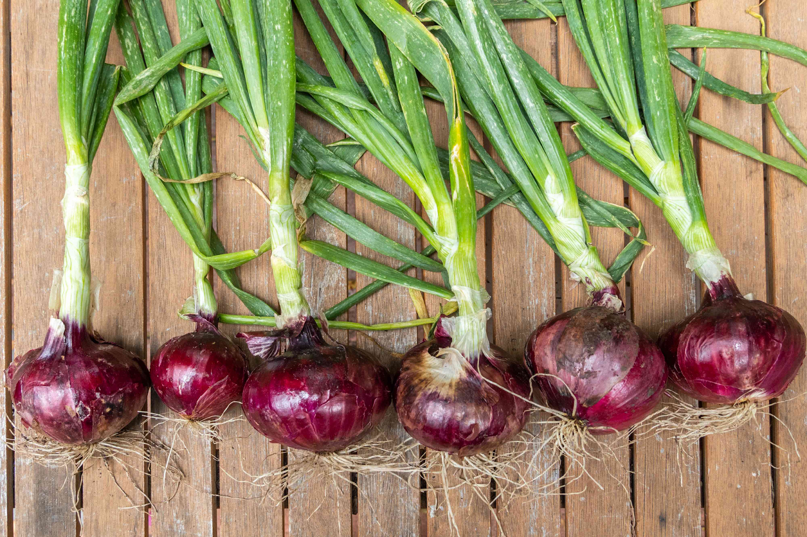 How to grow onions