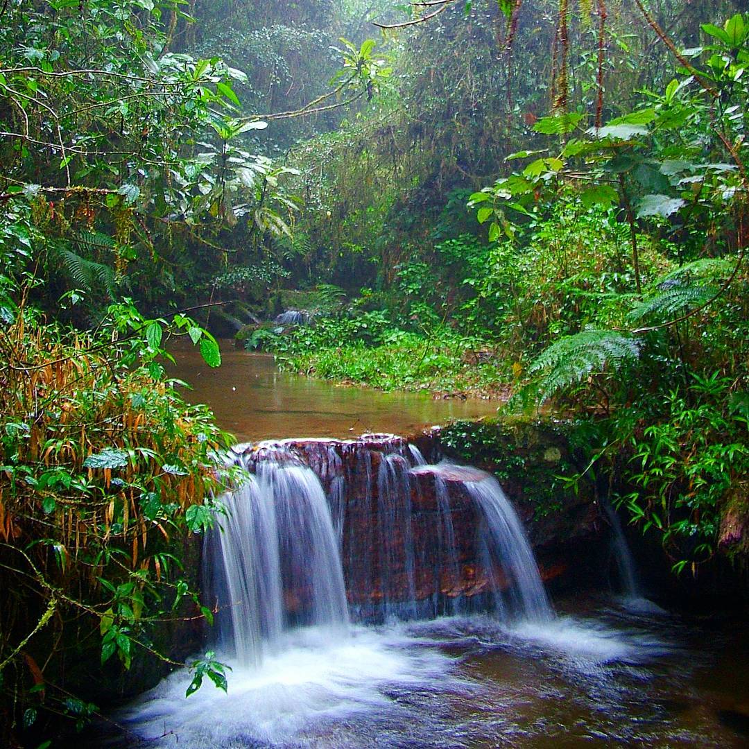 Ranomafana National Park