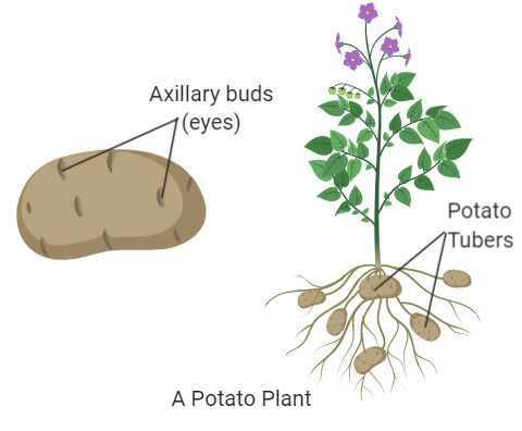Potato is underground stem because it A Possesses axillary class 11 biology  CBSE