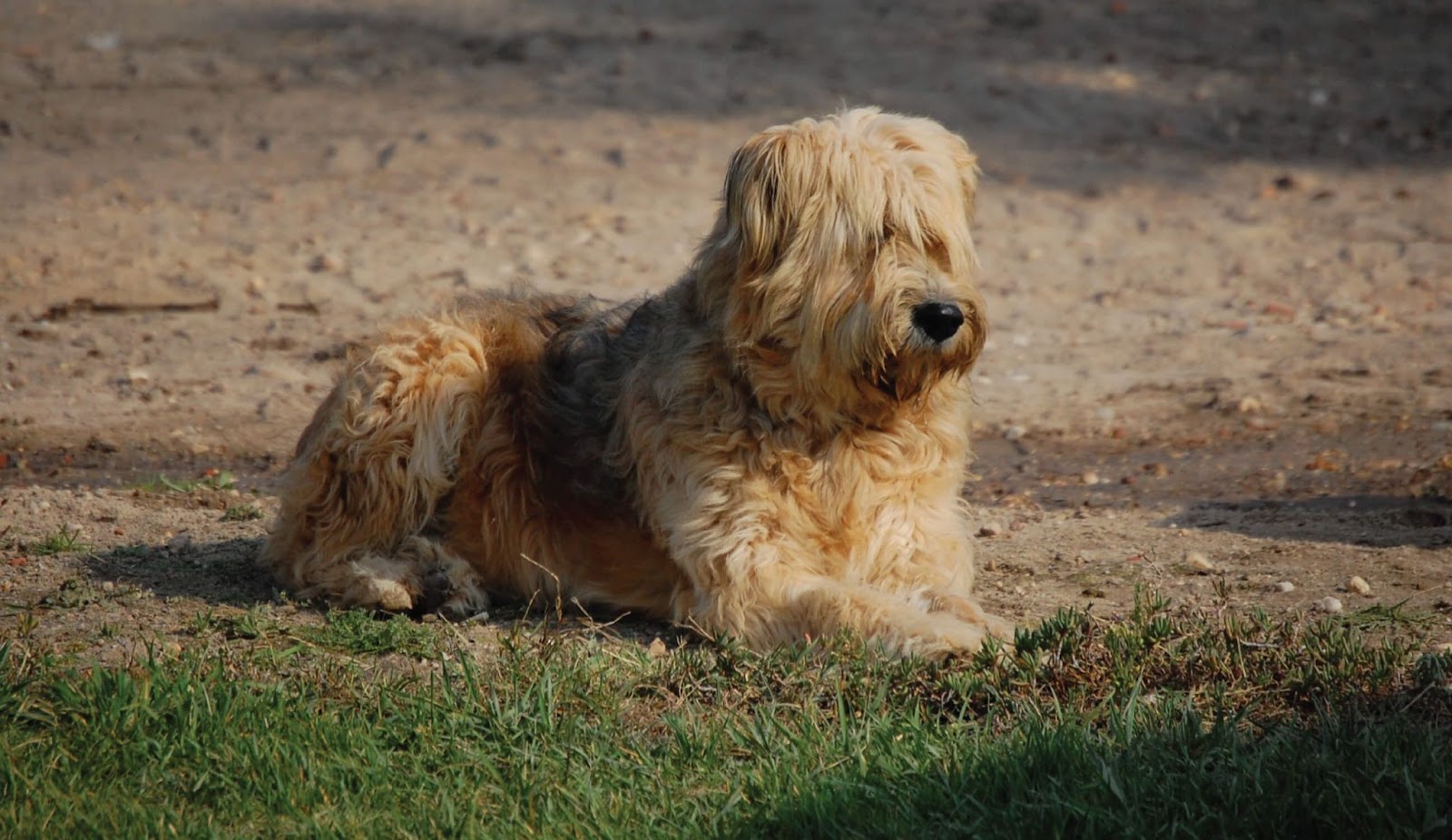 Barbado da Terceira Dog History