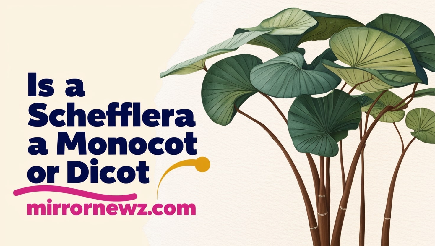 is a schefflera a monocot or dicot