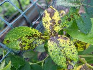 Rose - Plantation - Guide: - Season, - Manure, - Crafting, - Seedling, - Diseases, - Symptoms, - Treatment - and - Precaution