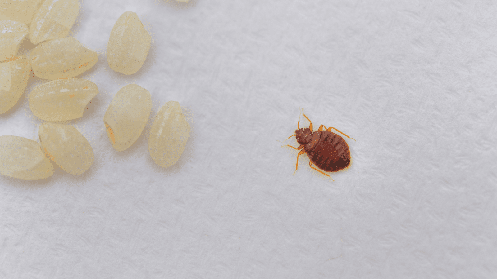 An adult bed bug and translucent eggs on a white surface, to be subjected to Dallas TX bed bug heat treatment