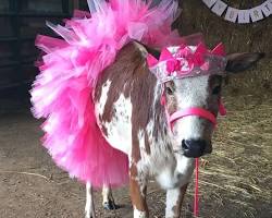 Image of Princess cow