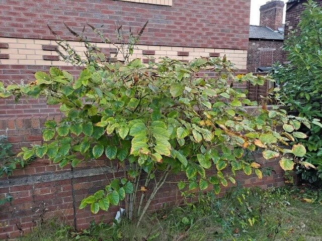 Japanese Knotweed in Autumn